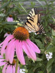 Papilio glaucus glaucus