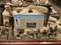 Diplodocus