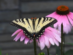 Papilio glaucus glaucus