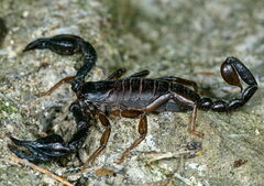 Euscorpius concinnus