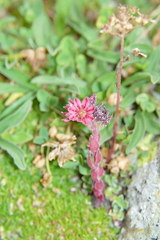 Sempervivum arachnoideum