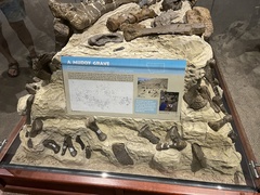 Diplodocus