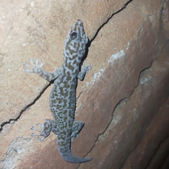 Phyllodactylus tuberculosus