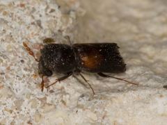 Xylobiops basilaris