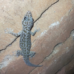 Phyllodactylus tuberculosus