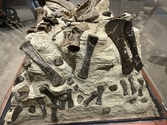 Diplodocus