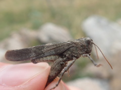 Oedipoda germanica germanica