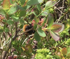 Bombus alpinus
