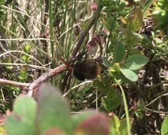 Bombus alpinus