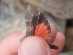 Oedipoda germanica germanica