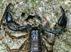 Euscorpius concinnus