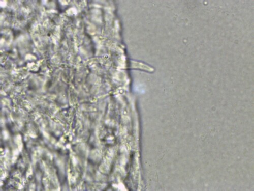 Crepidotus applanatus (Photo 5 of 5)