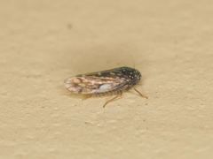 Xestocephalus lunatus