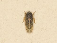 Xestocephalus lunatus