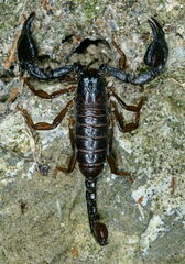 Euscorpius concinnus