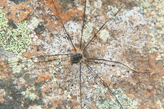 Mitopus glacialis