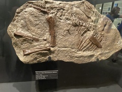 Edmontosaurus