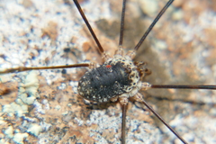 Mitopus glacialis
