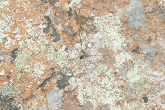 Mitopus glacialis