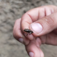 Lithobates pustulosus