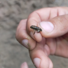 Lithobates pustulosus