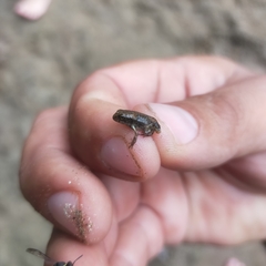 Lithobates pustulosus