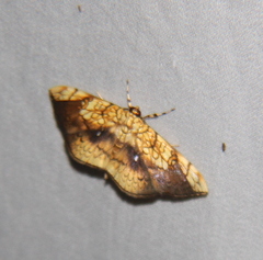 Pantographa