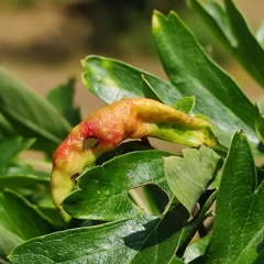 Pristiphora monogyniae