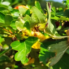 Pristiphora monogyniae