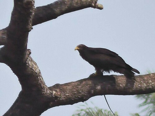 Yellow-billed Kite