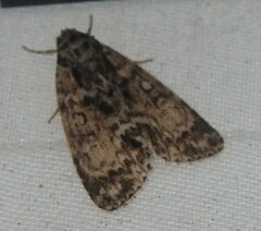 Acronicta fragilis
