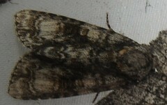Acronicta superans