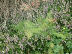 Meum athamanticum