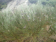 Cytisus oromediterraneus