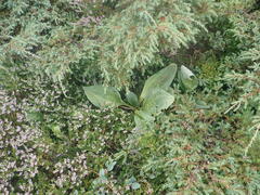Gentiana lutea