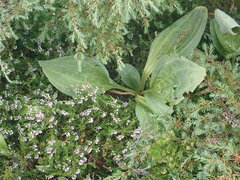 Gentiana lutea