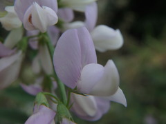 Galega officinalis