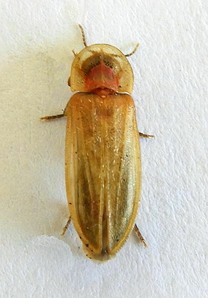 Prolutacea pulsator