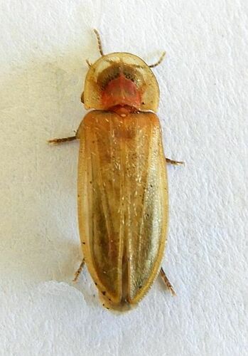 Prolutacea pulsator