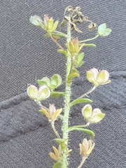 Veronica bozakmanii