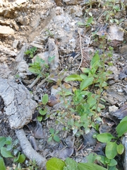Veronica bozakmanii