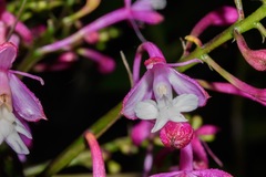 Epidendrum porphyreum