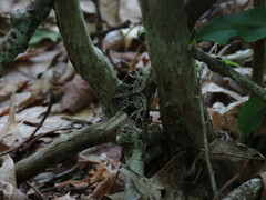 Gandaritis atricolorata