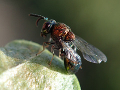 Perilampus aeneus