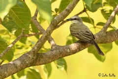 Tyrannus melancholicus