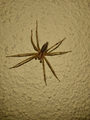 Araneae