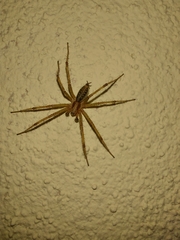 Araneae