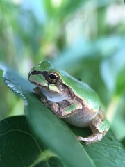 Hyla japonica