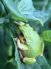 Hyla japonica