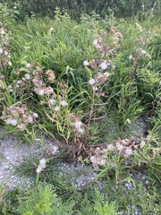 Lactuca pulchella
